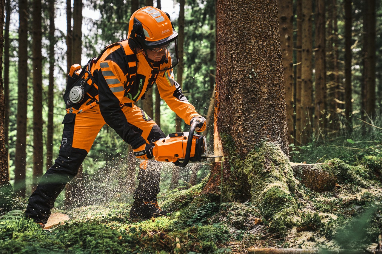 Forstarbeiter mit Schutzkleidung nutzt eine Motorsäge MS 300 von STIHL beim Fällen eines Baums im Wald, Sägespäne fliegen, dichter Baumbestand im Hintergrund