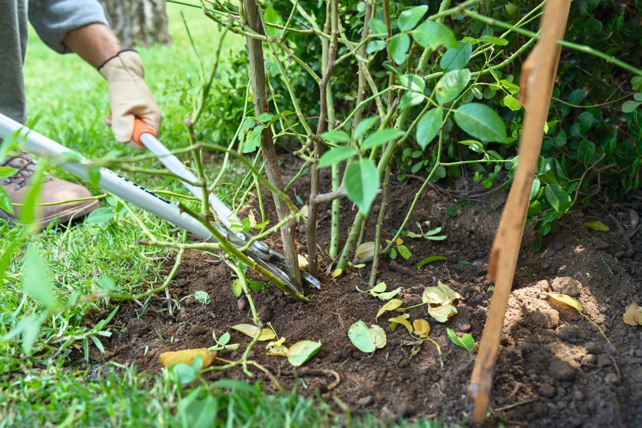 Rosen zurückschneiden