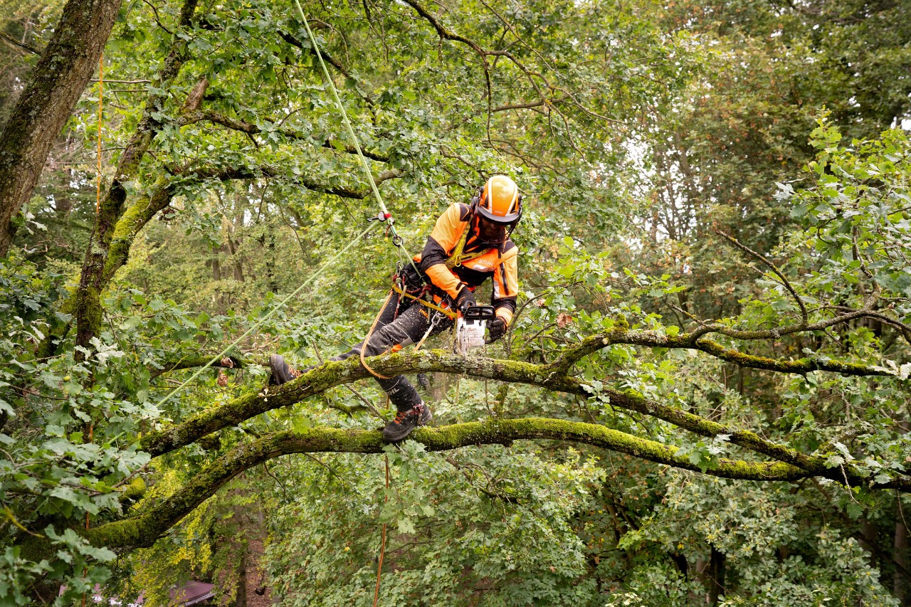Arboriste avec la tronçonneuse à batterie STIHL MSA 220 T dans la forêt