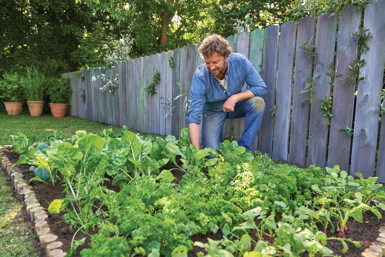 Jardin potager, un homme s'agenouille auprès du parterre potager sur une pelouse bordée d'une palissade en bois, des pots à plantes sont visibles en arrière-plan.