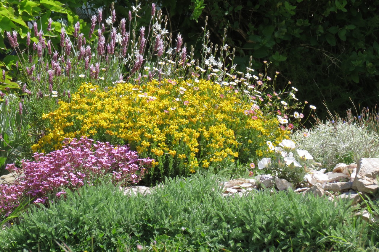 Mediterranean dry garden 