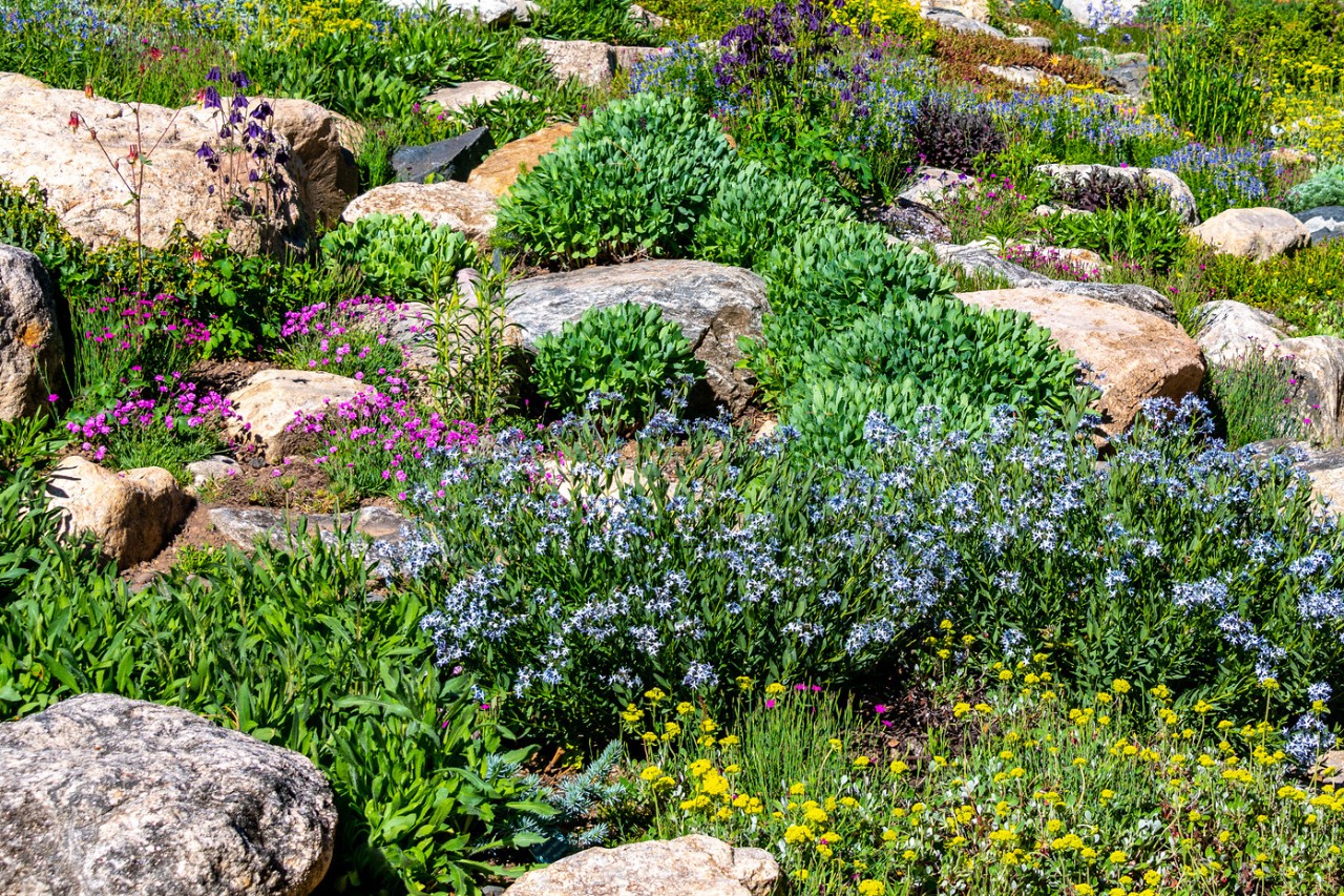 Multiple Colorado spring wildflowers ablaze with color in Steamboat Springs