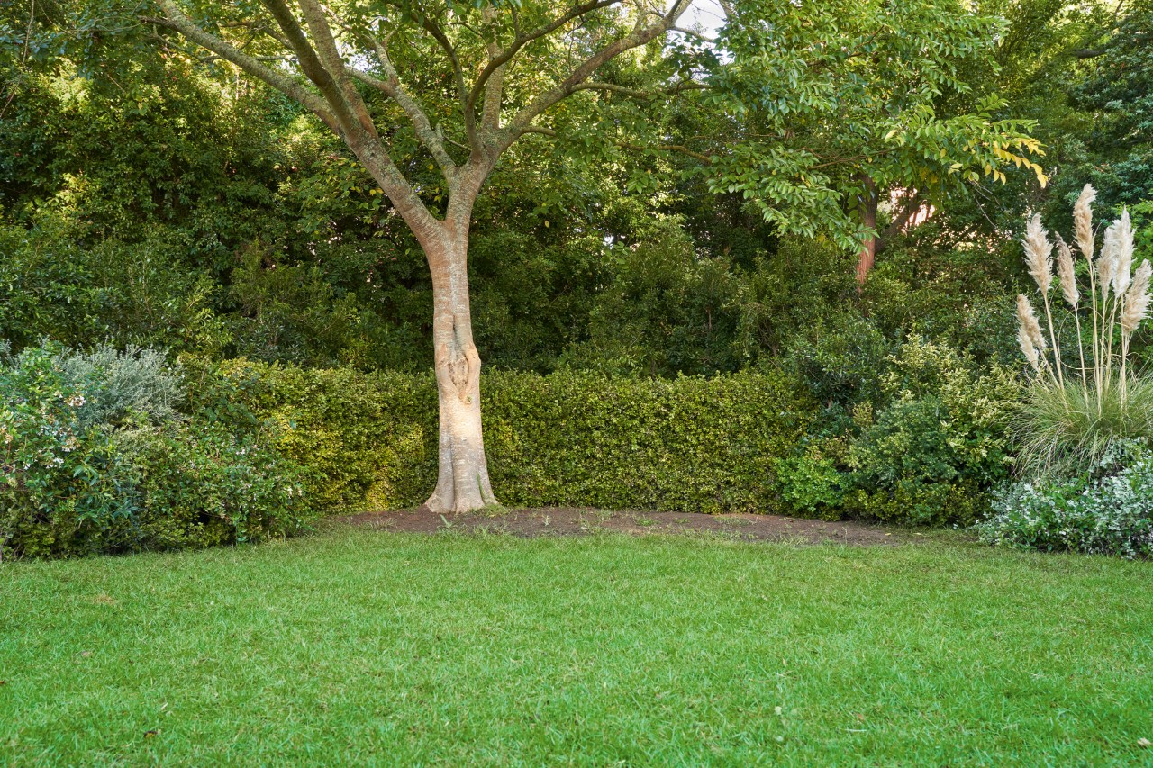 planting ground cover, maintain ground cover, ground cover