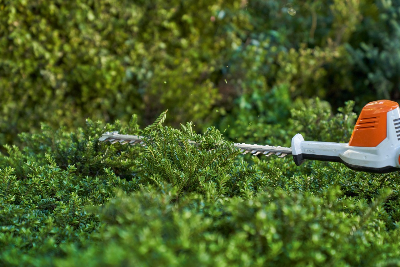 planting ground cover, maintain ground cover, ground cover, HLA 56