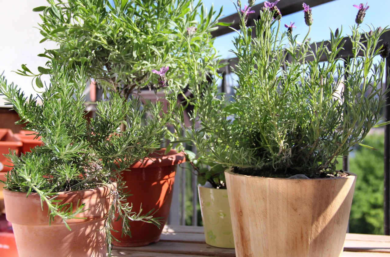 Rosemary, lavender and other herbs in the pot