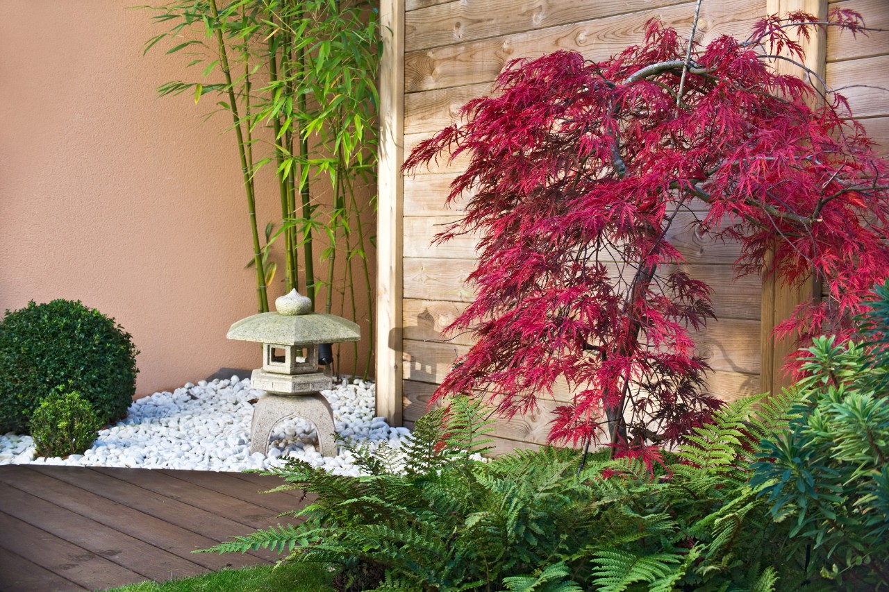 Red japanese maple tree in a zen garden