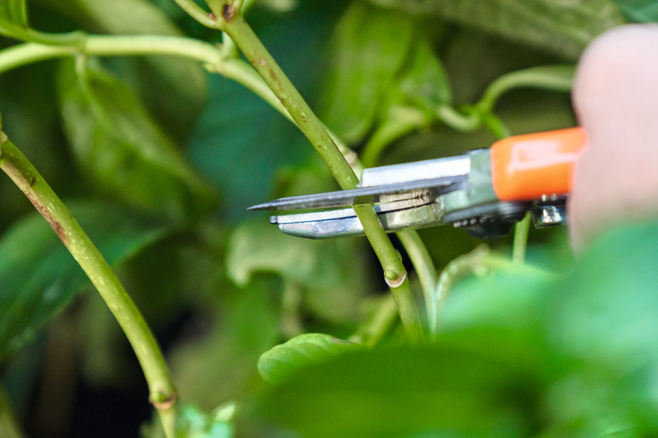 Gros plan sur la façon dont une personne coupe des boutures avec un sécateur STIHL