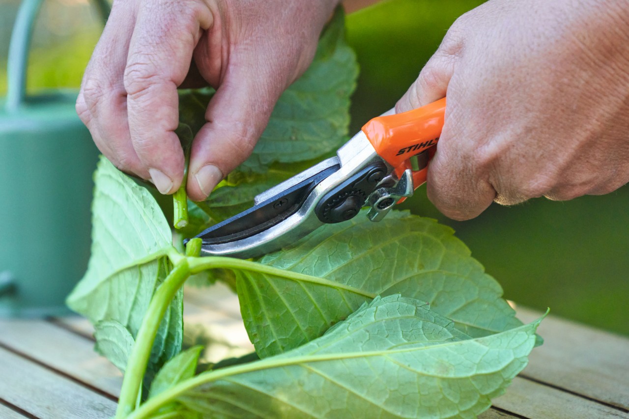 Gros plan sur la façon dont une personne coupe les feuilles d’une bouture avec un sécateur STIHL