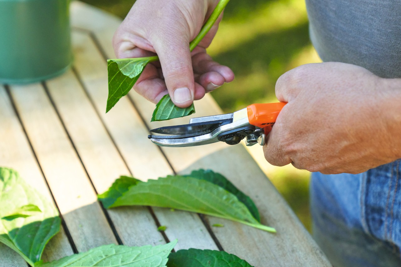 Gros plan sur la façon dont une personne raccourcit les feuilles avec un sécateur STIHL 