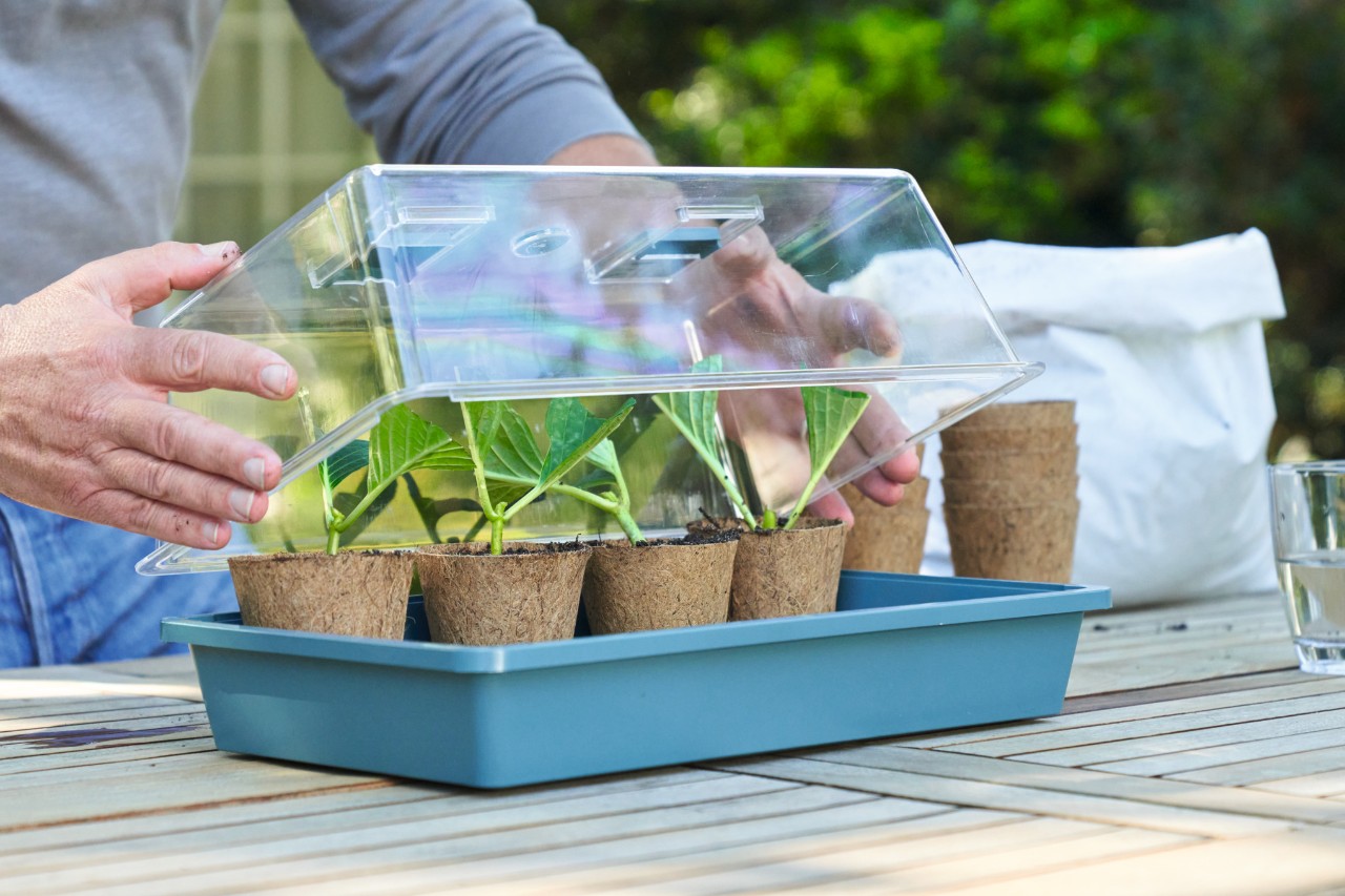 Une personne place un couvercle en verre sur un récipient carré bleu clair avec des boutures fraîchement plantées