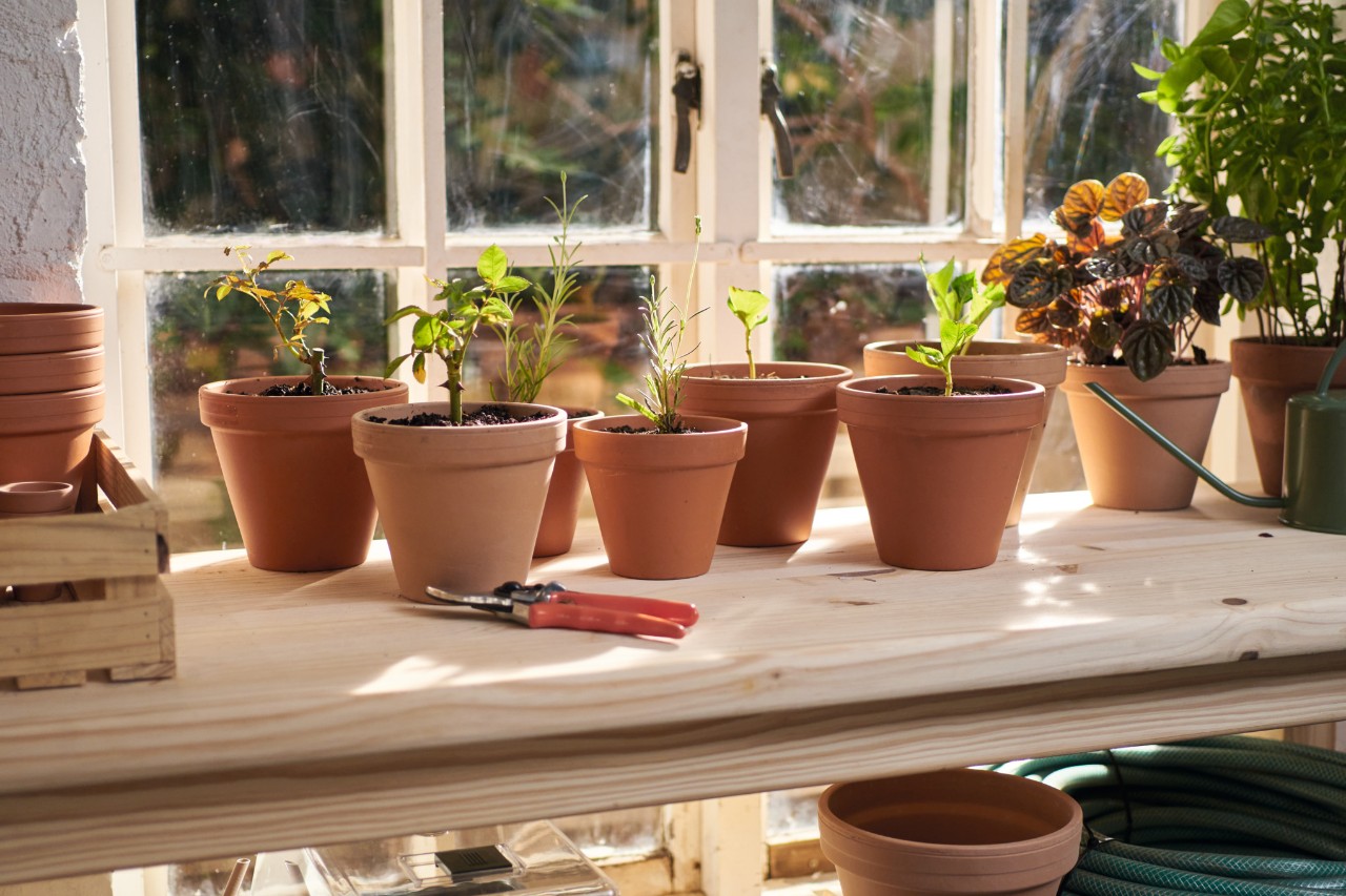 Pots en terre cuite avec des boutures coupées à la main sur un rebord de fenêtre, à côté un sécateur et un arrosoir 