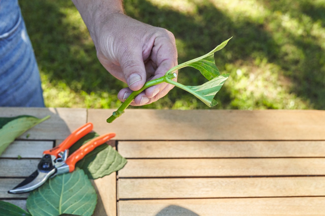 Gros plan sur une bouture tenue entre les doigts au-dessus d’une table de jardin, un sécateur et les feuilles coupées se trouvent sur la table 