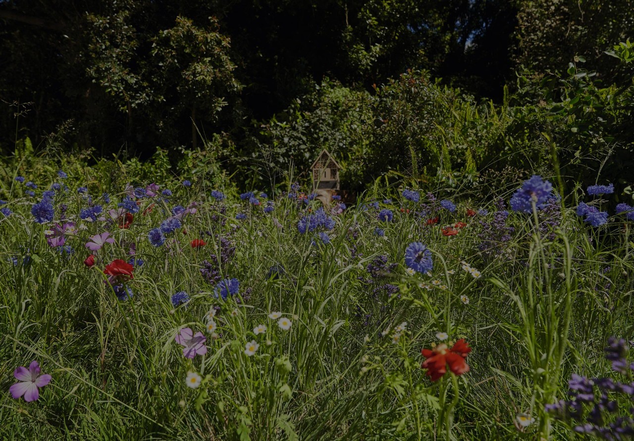54531_flowering_meadow_HQ_P_2021-10_0033.jpg