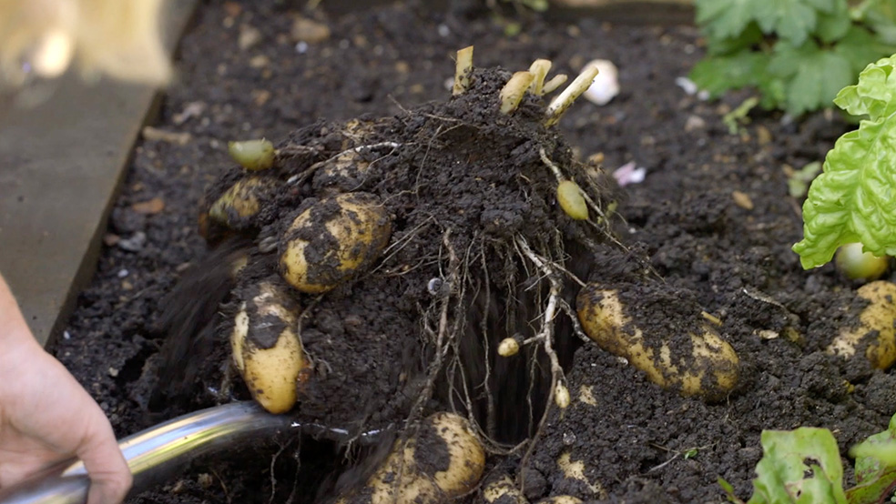 I-GARTENTIPPS_SOMMER-AW-007