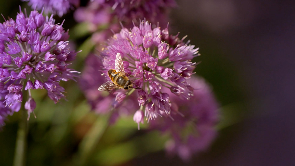 I-GARTENTIPPS_SOMMER-AW-005
