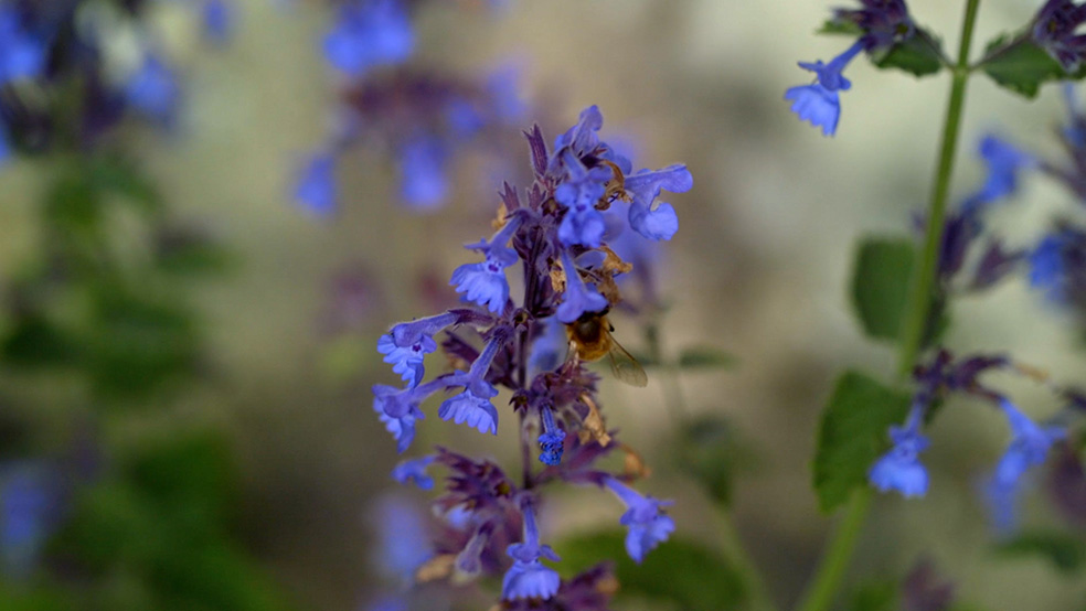I-GARTENTIPPS_SOMMER-AW-004