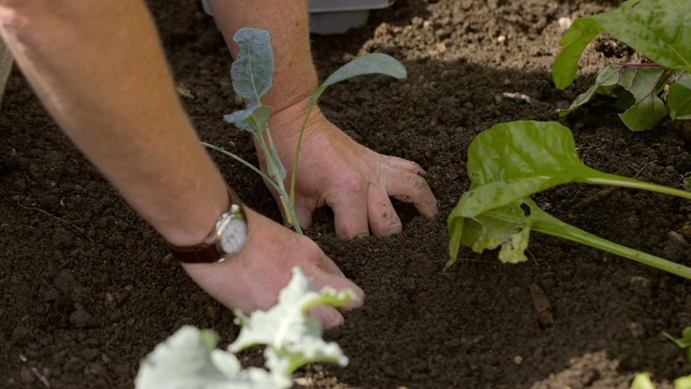 I-GARTENTIPPS_SOMMER-AW-008