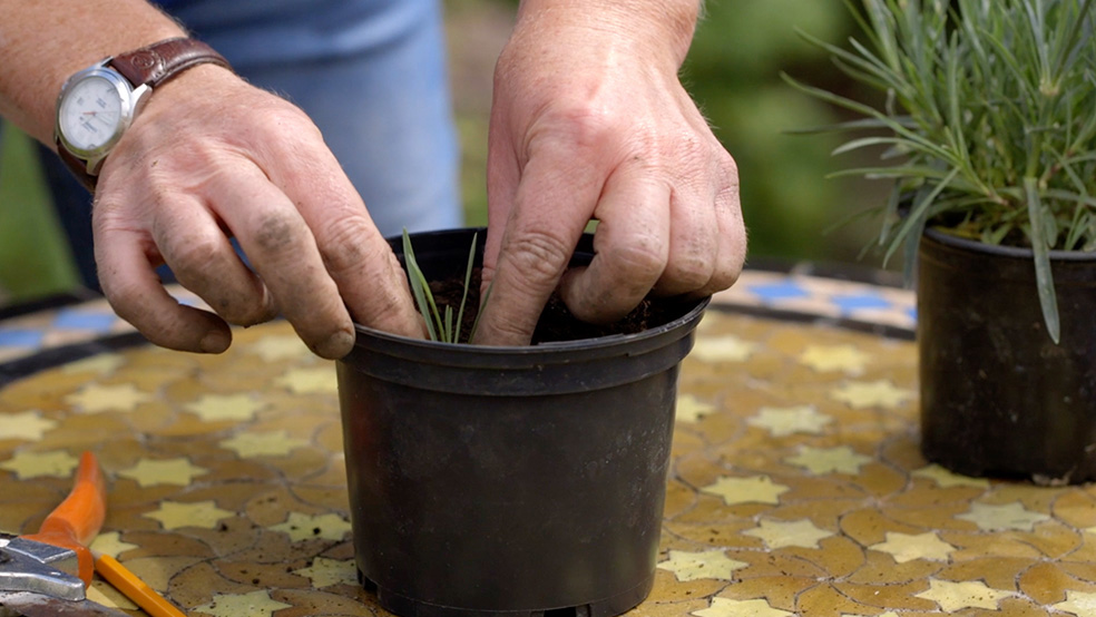 I-GARTENTIPPS_SOMMER-AW-010