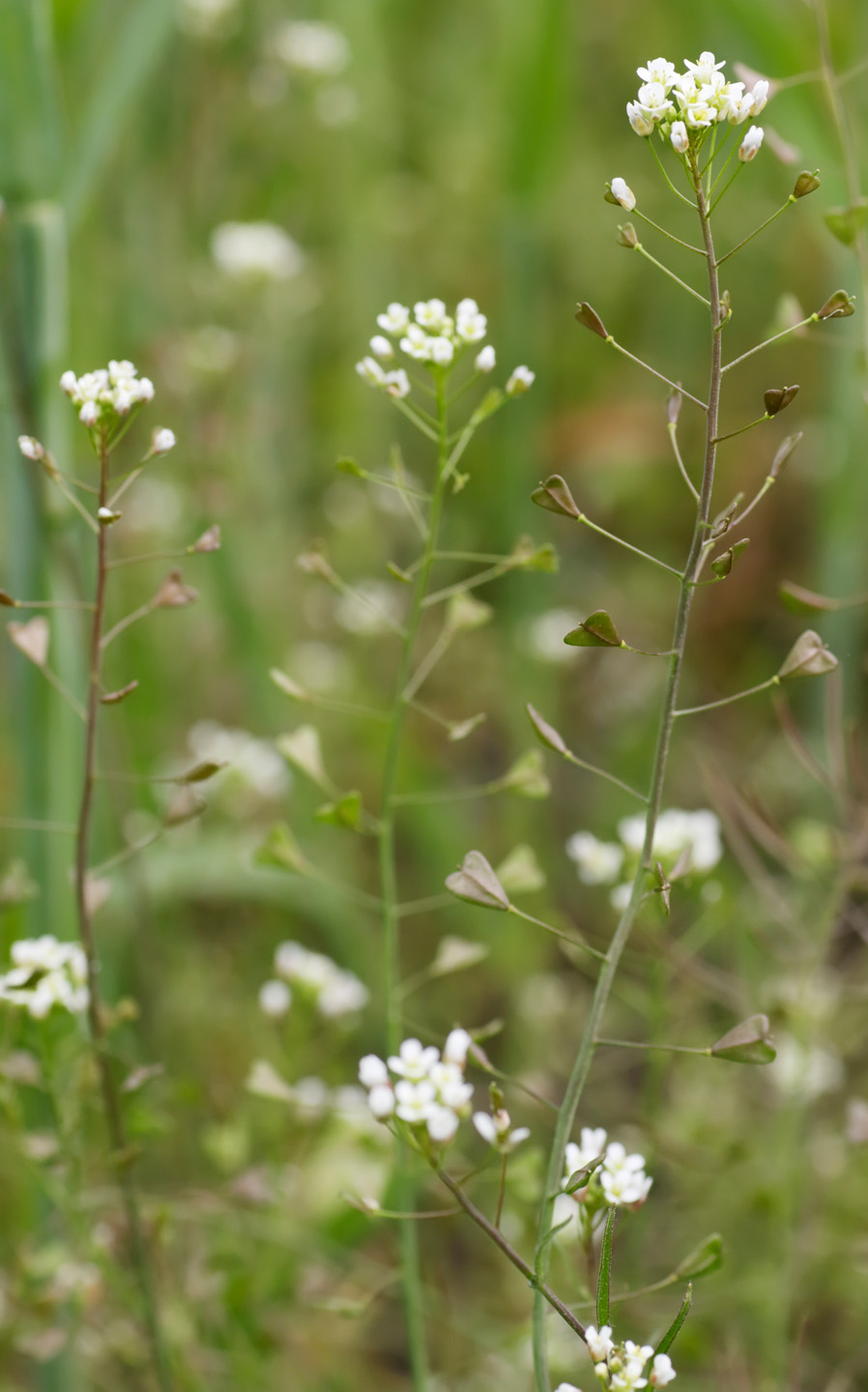 Very variable, low to medium, annual, sometimes overwintering, hairy or not. Basal leaves in a lax rosette, lanceolate, pinnately-lobed. Flowers small, white, 2-3mm, in lax, often branched, racemes; sepals often hairy. Fruits triangular-heart-shaped, 6-9mm. 