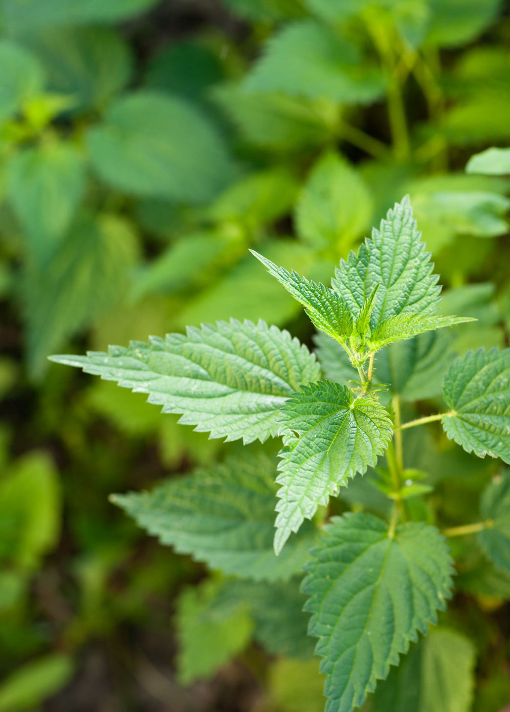 green stinging nettle in garden