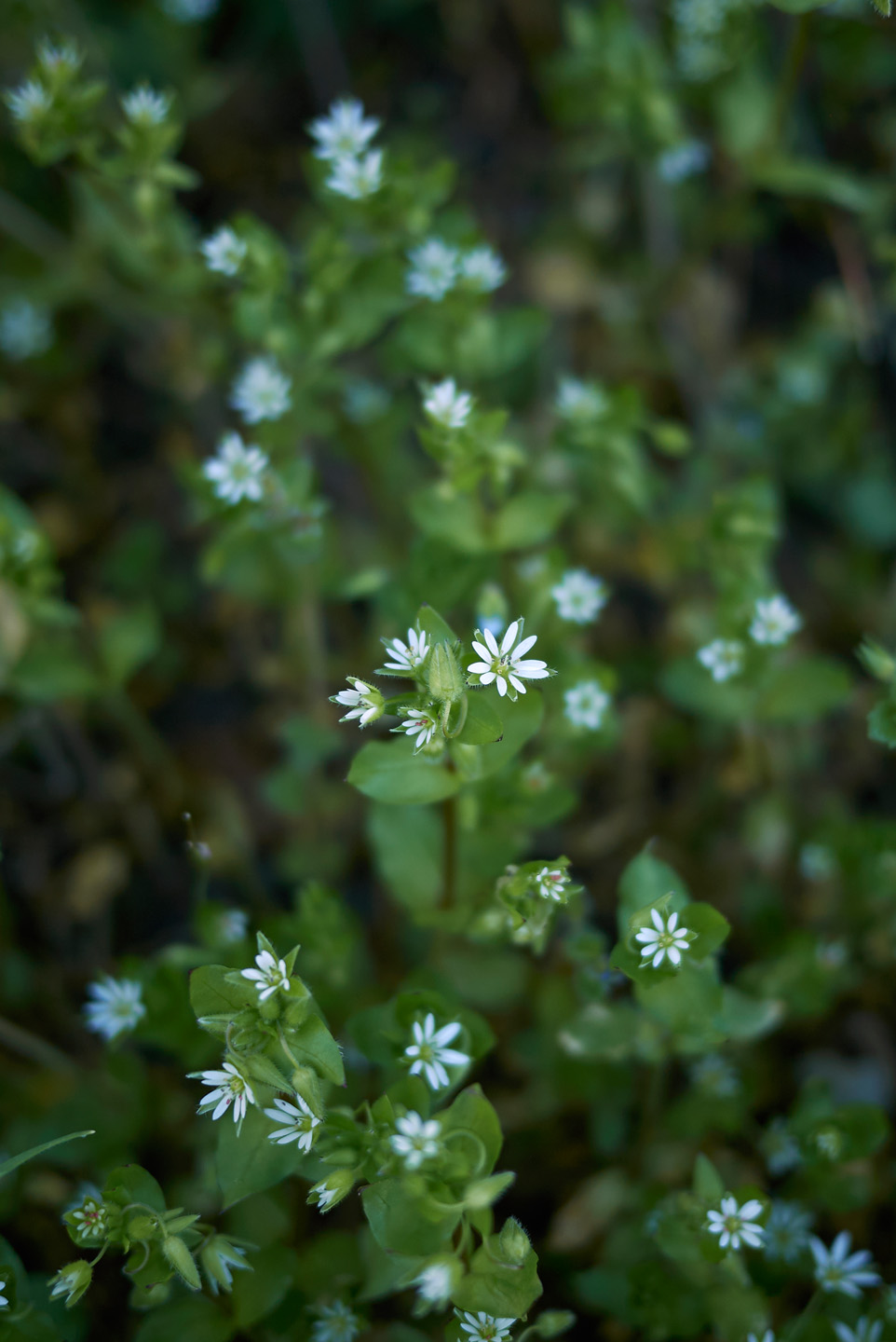 Stellaria media blossom