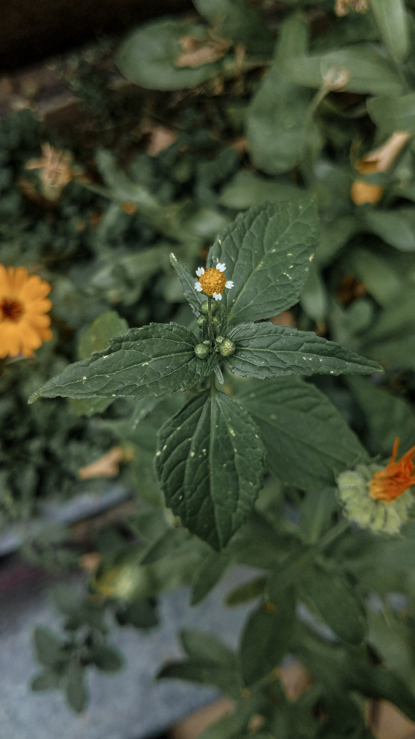 Galinsoga parviflora grows to a height of 75 cm (30 inches). It is a branched herb with opposite stalked leaves, toothed at the margins. The flowers are in small heads. The 3–8 white ray-florets are about 1 mm (0.4 inches) long and 3-lobed. The central disc florets are yellow and tubular. A spice herb in the soup Ajiaco.It can also be used as an ingredient in leaf salads, although its subtle flavour, reminiscent of artichoke, mostly develops after being cooked.