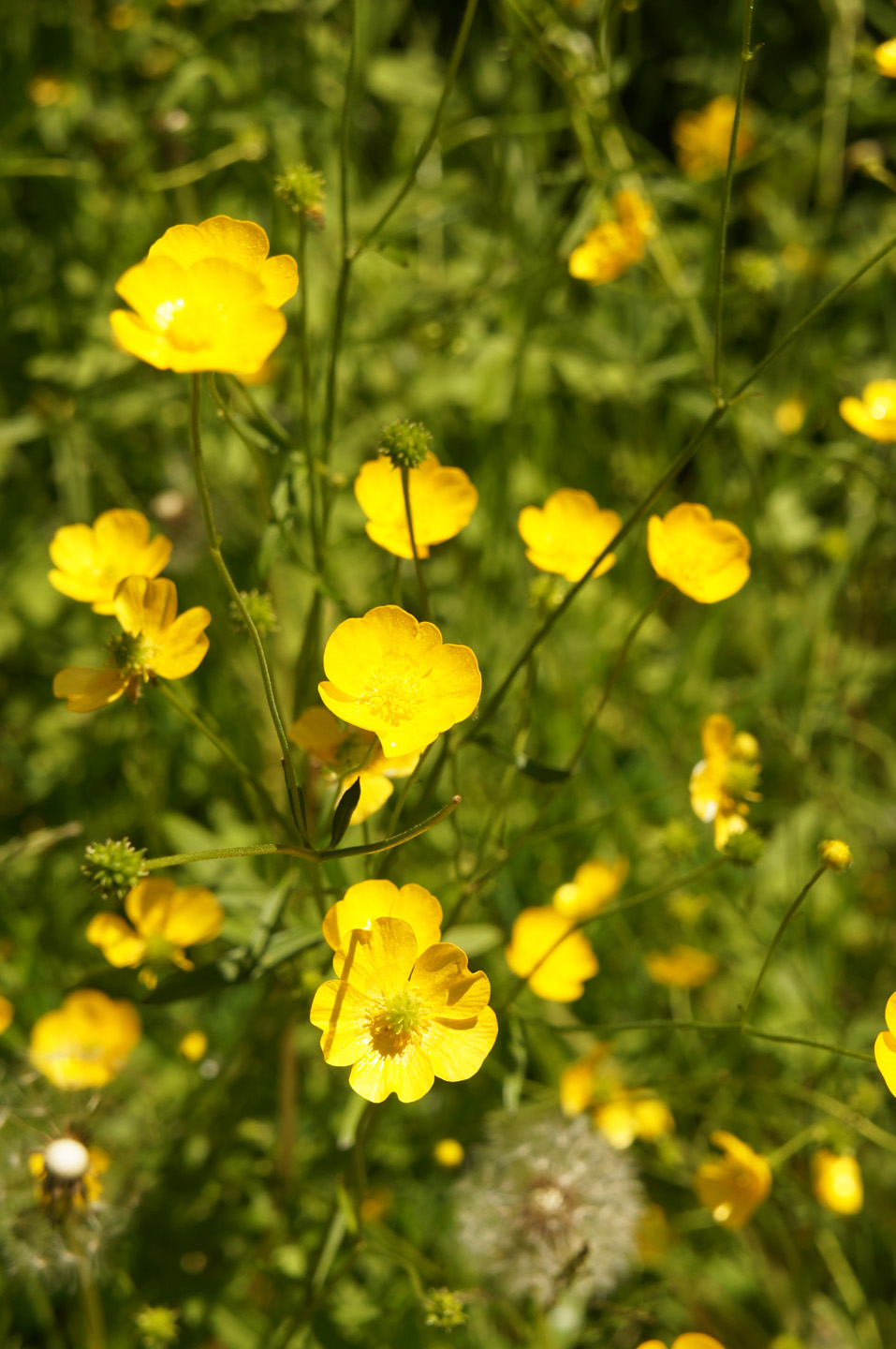 Many yellow ranunculus acris or meadow buttercup or tall buttercup or showy buttercup on green field vertical