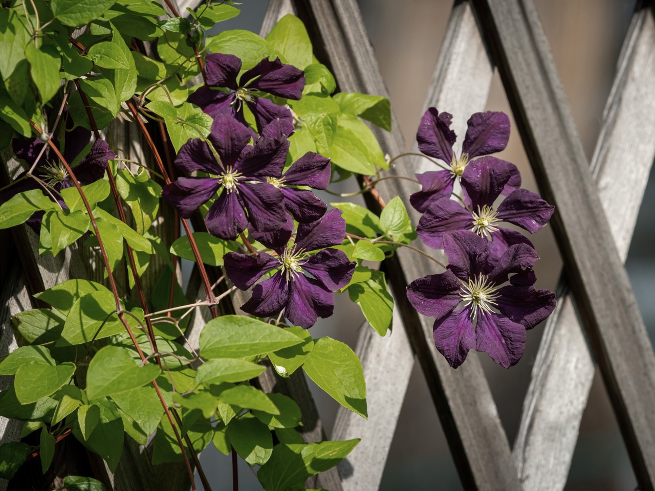 Clématite en fleurs sur un support de plantes grimpantes
