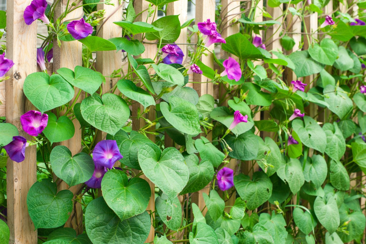 52997_garden-privacy-screens_HQ_P_2021-11_0002.jpg