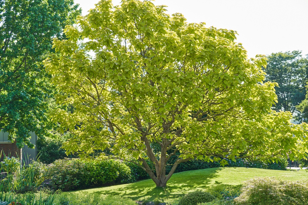 Laubbaum in der Sonne