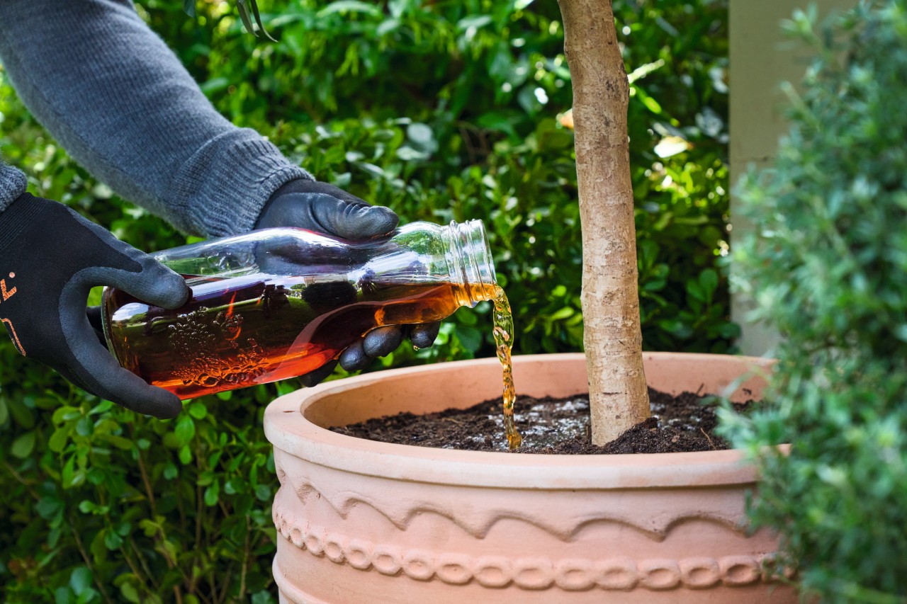 Une personne fertilise une plante en pot avec du jus de vermicompost