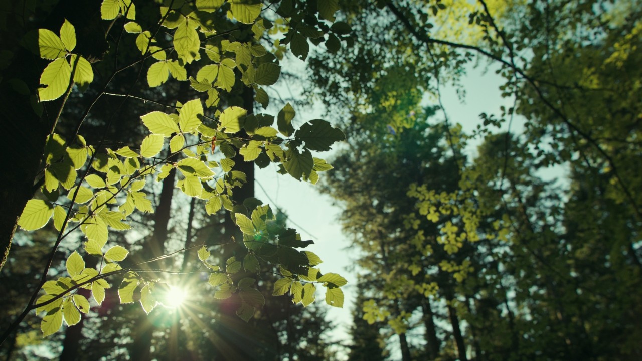 Rayons de soleil à travers les feuilles en forêt, gros plan de branches avec feuillage vert sur fond de paysage forestier, image nature de la campagne Real People. STIHL People.