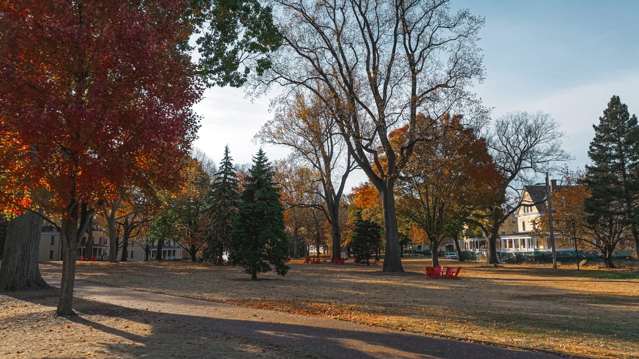 Vista degli alberi di Governors Island