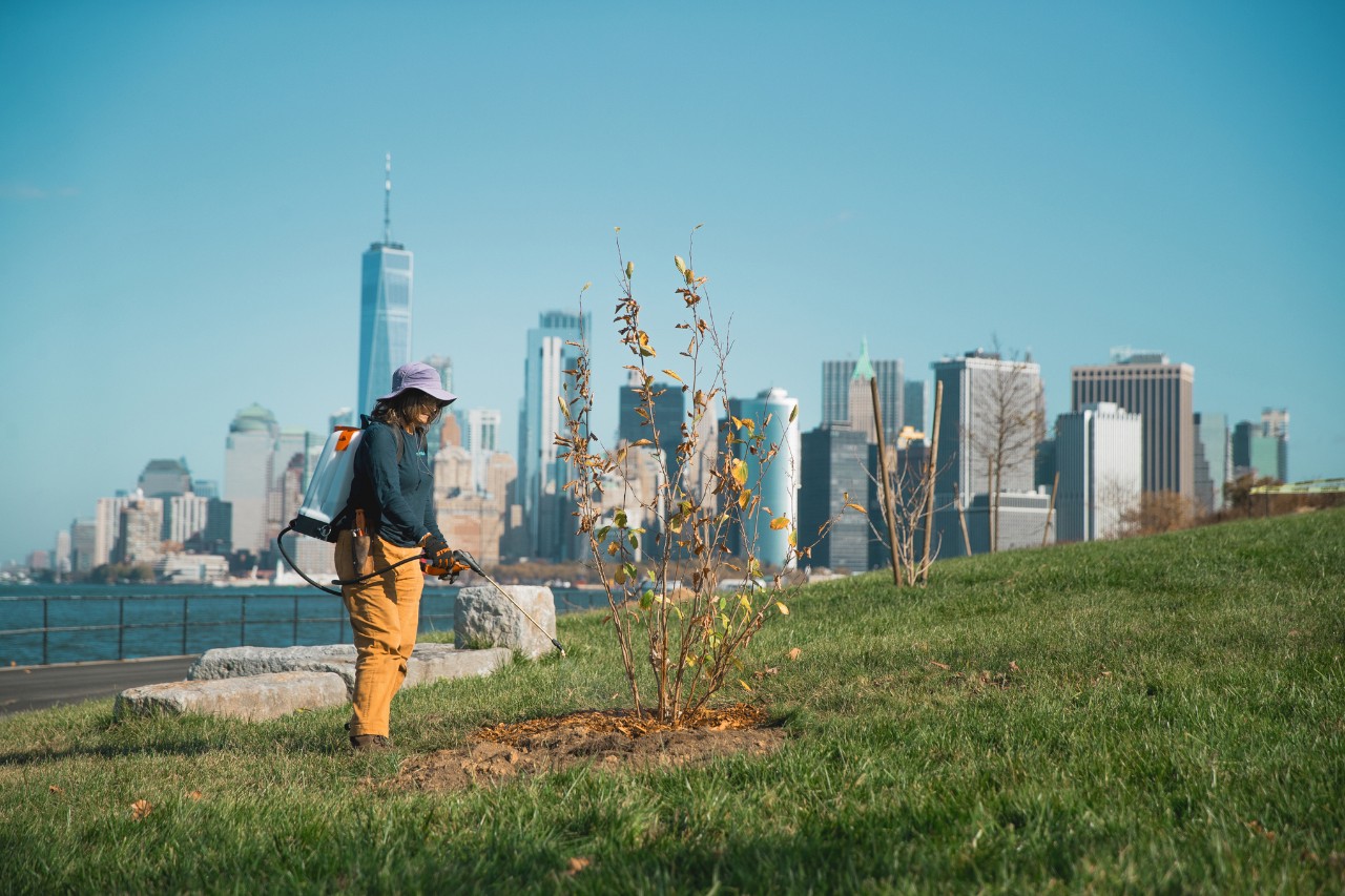I dipendenti della Governors Island New York Urban Forestry annaffiano l'albero piantato con uno spruzzatore SG 71